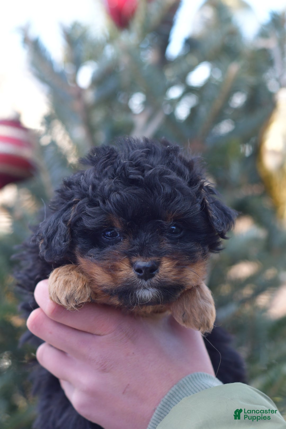 Mini Aussiedoodle dogs for sale: Grizzly - Ad 27