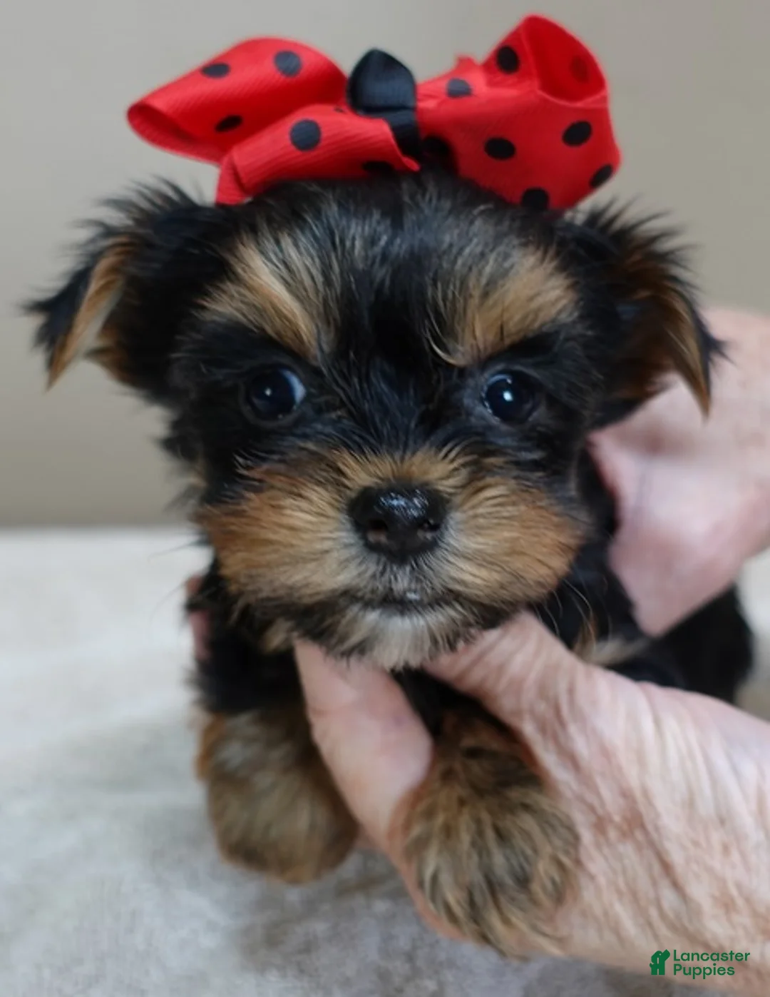 Yorkshire Terrier dogs for sale: Nutmeg 1 lb 5 ozs - Ad 2