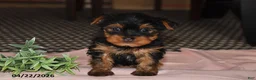 Yorkshire Terrier dogs for sale: Mocha - Ad 3