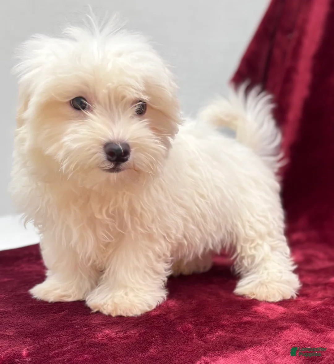 Maltese dogs for sale: Max - Ad 1