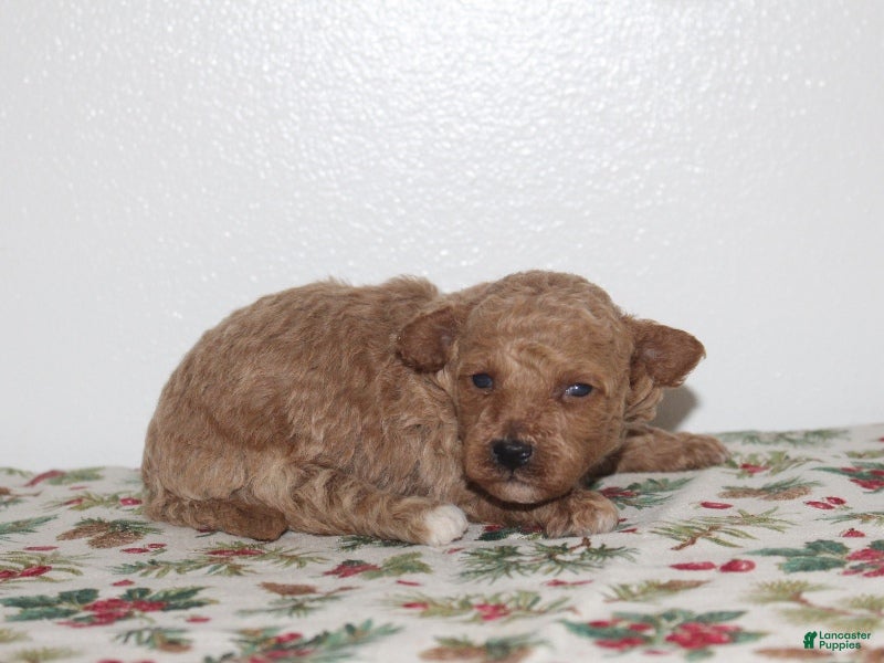 Miniature Poodle dogs Gabrielle - Ad 33