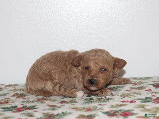 Miniature Poodle dogs Gabrielle - Ad 33