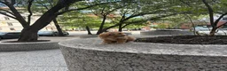 Cavapoo dogs for sale:  Cisco - Ad 4