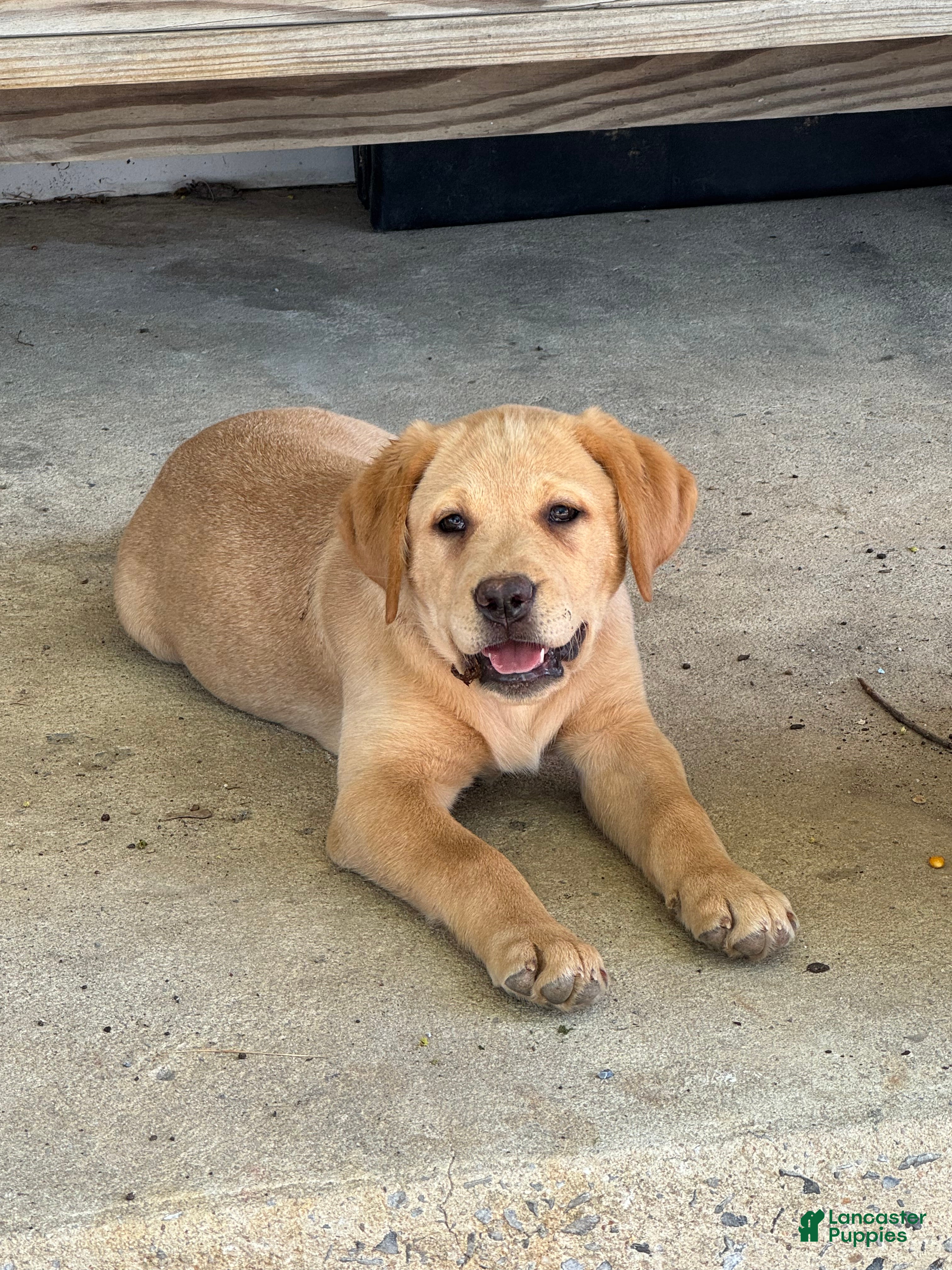 Labrador Retriever dogs Blossom- Purple collar - Ad 5