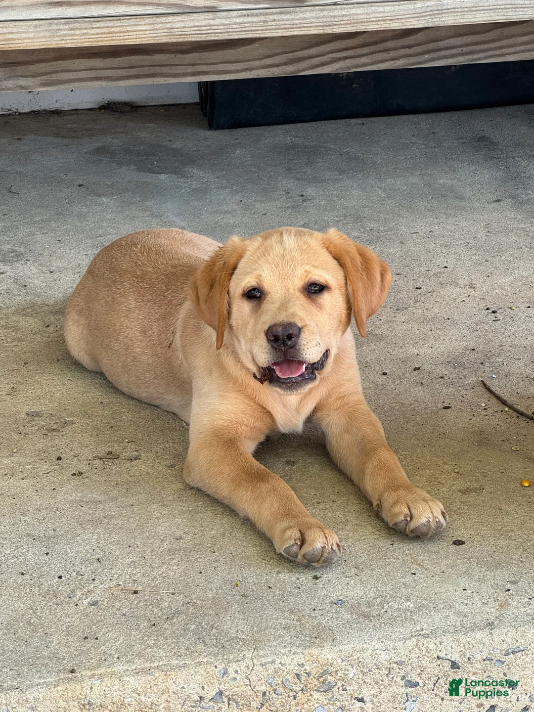 Labrador Retriever dogs for sale: Blossom- Purple collar - Ad 1