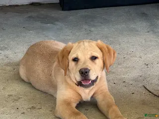 Labrador Retriever dogs Blossom- Purple collar - Ad 14