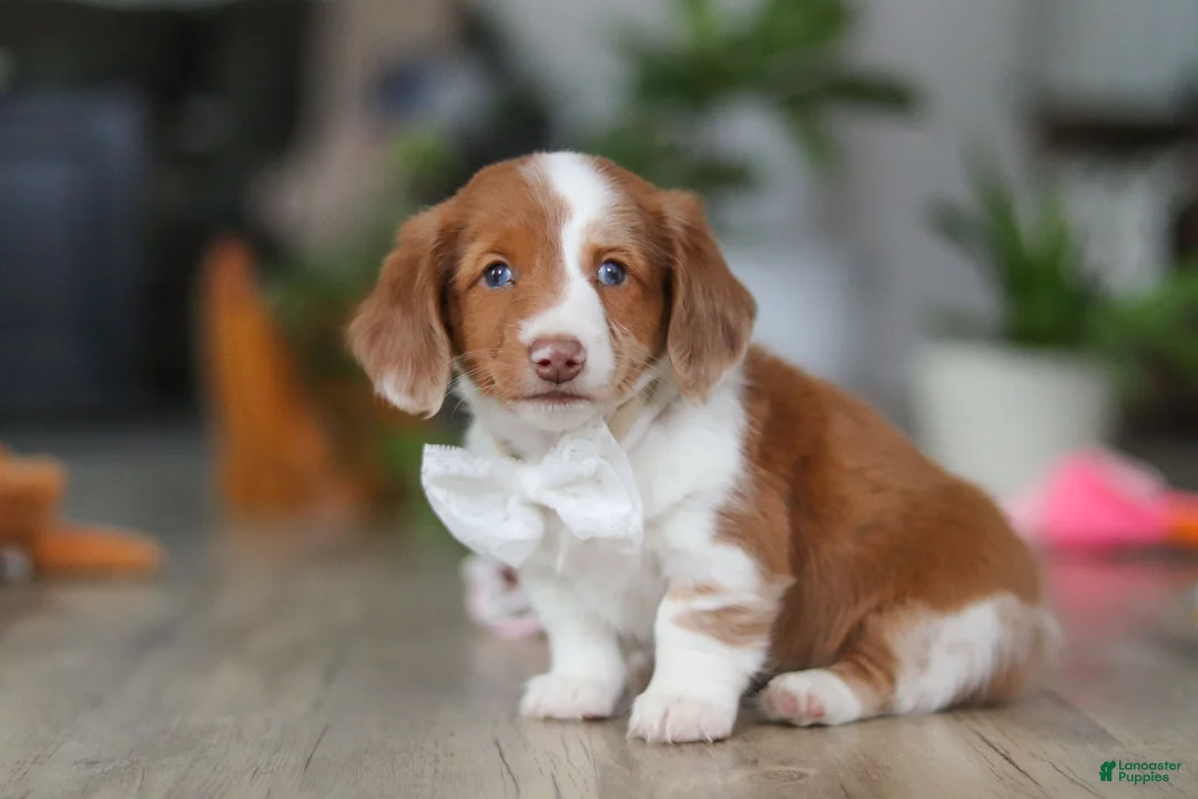 Miniature Dachshund dogs for sale: Luca - Ad 2