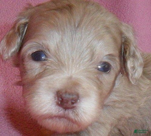 Shihpoo dogs Winnie - Ad 2