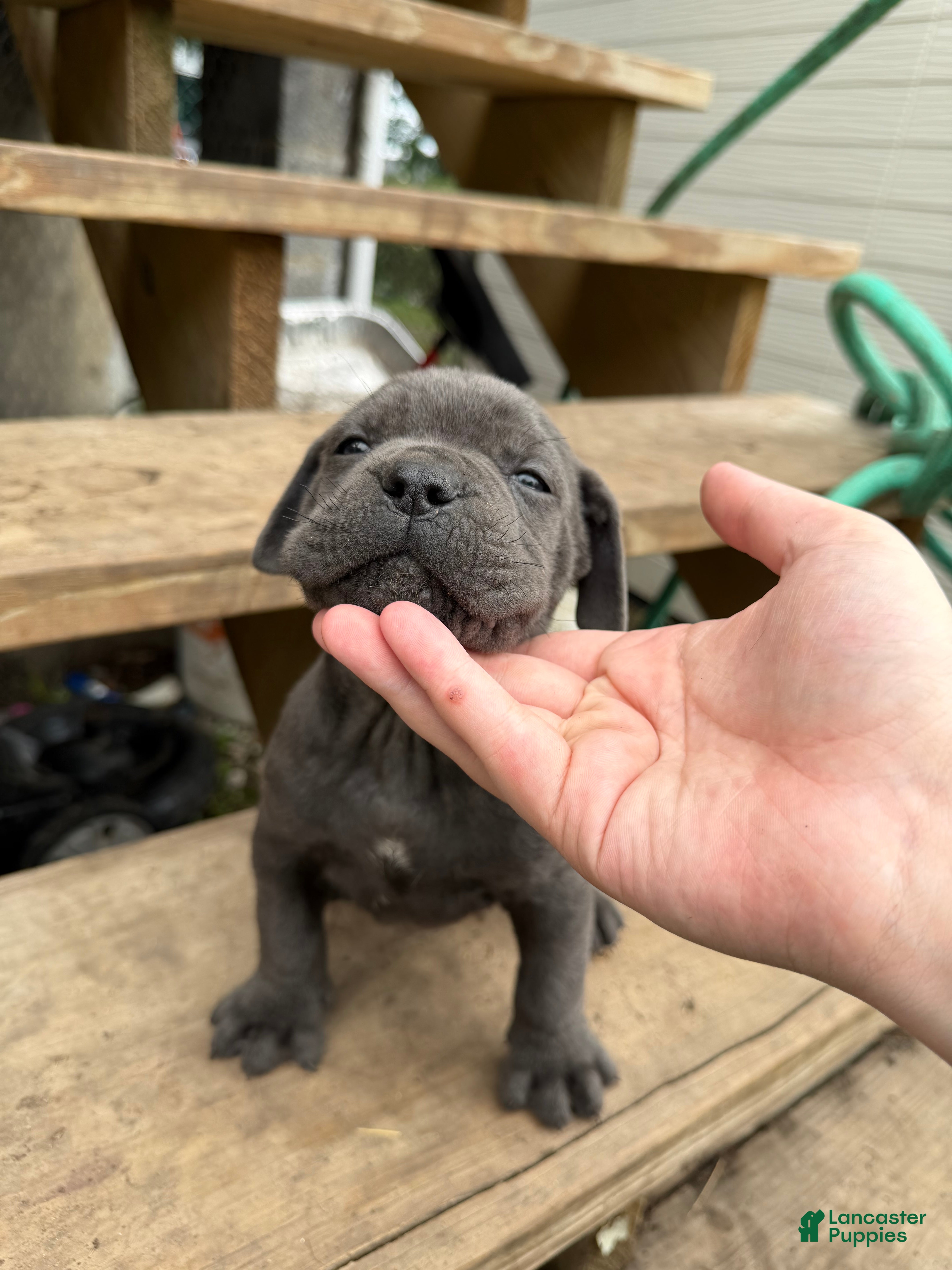 Cane Corso dogs Girl 3 - Ad 1