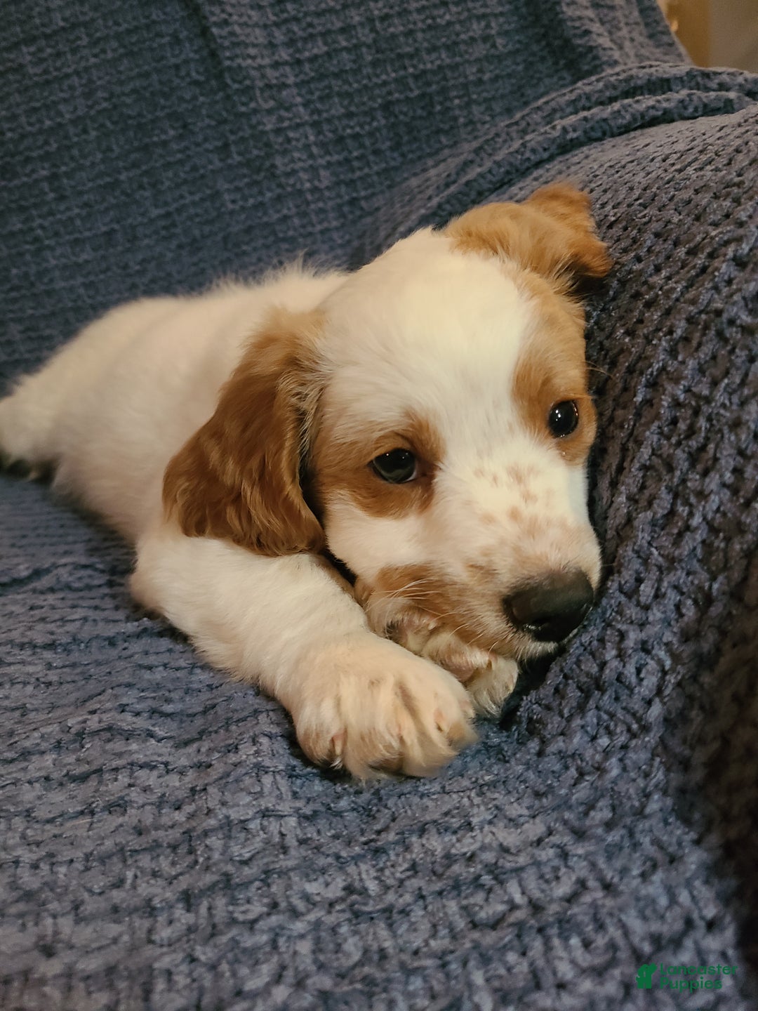 Mini Goldendoodle dogs for sale: Jet - Ad 5