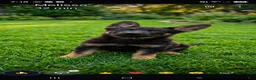 German Shepherd dogs for sale: German Shepherd 1 - Ad 1