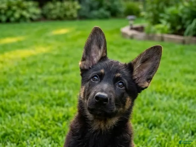 German Shepherd dogs for sale: German Shepherd 1 - Ad 1