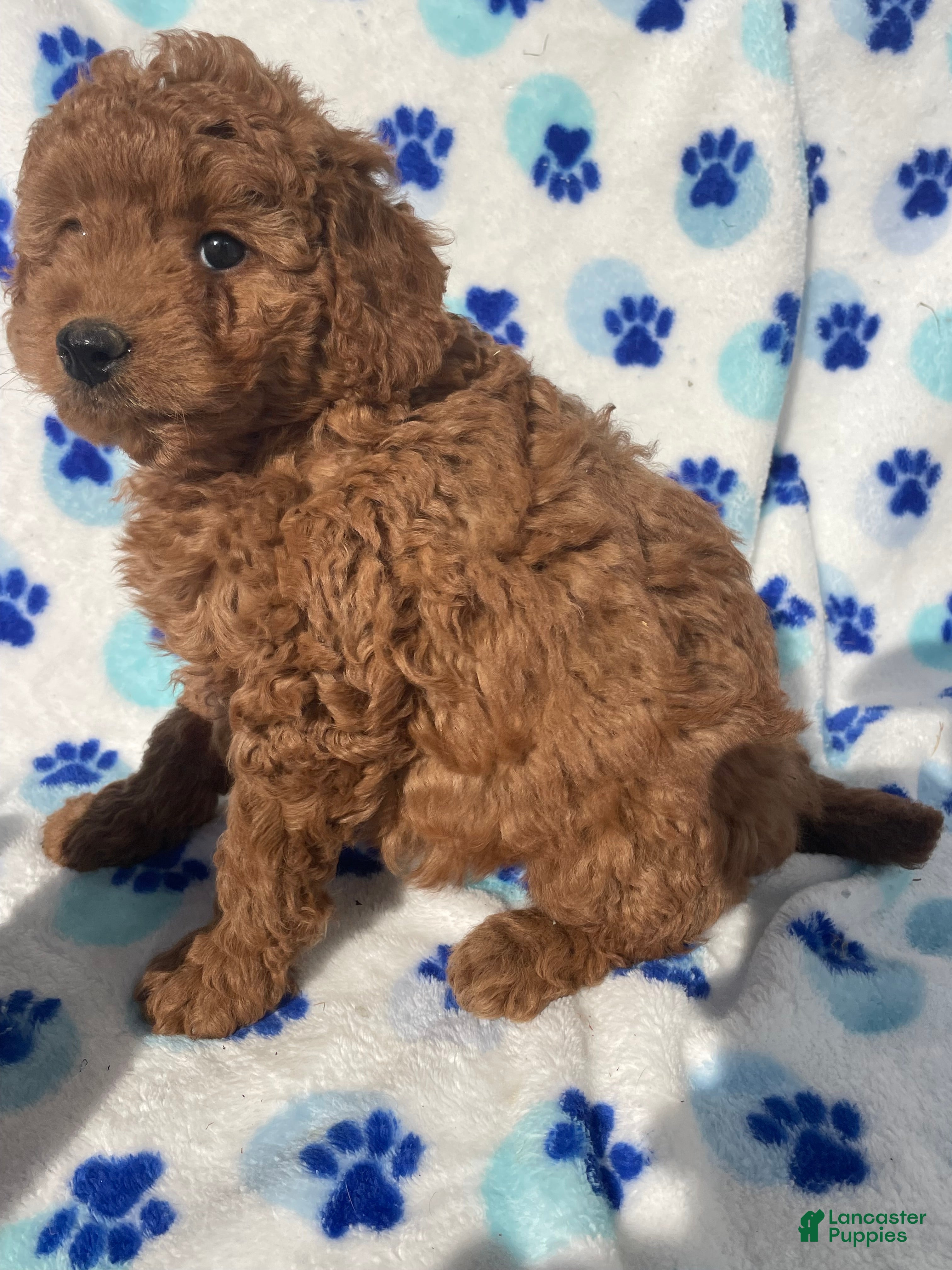 Mini Goldendoodle dogs Topaz - Ad 34