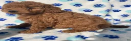 Mini Goldendoodle dogs for sale: Topaz - Ad 1