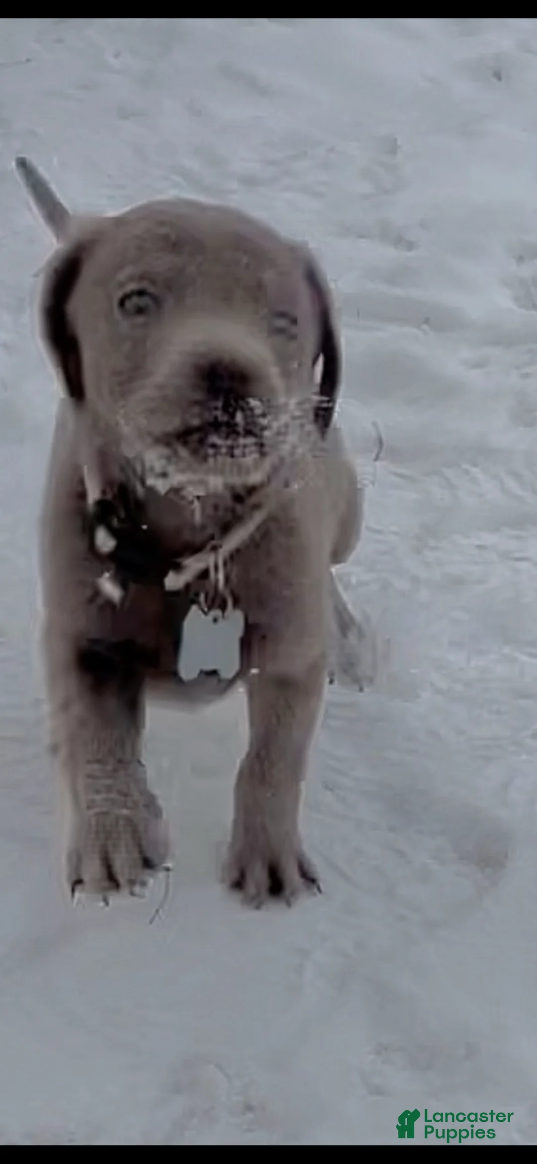 Labrador Retriever dogs for sale: Labrador Retriever Puppy 2 - Ad 4