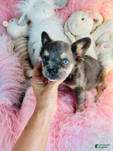 French Bulldog dogs French Bulldog 1 - Ad 2