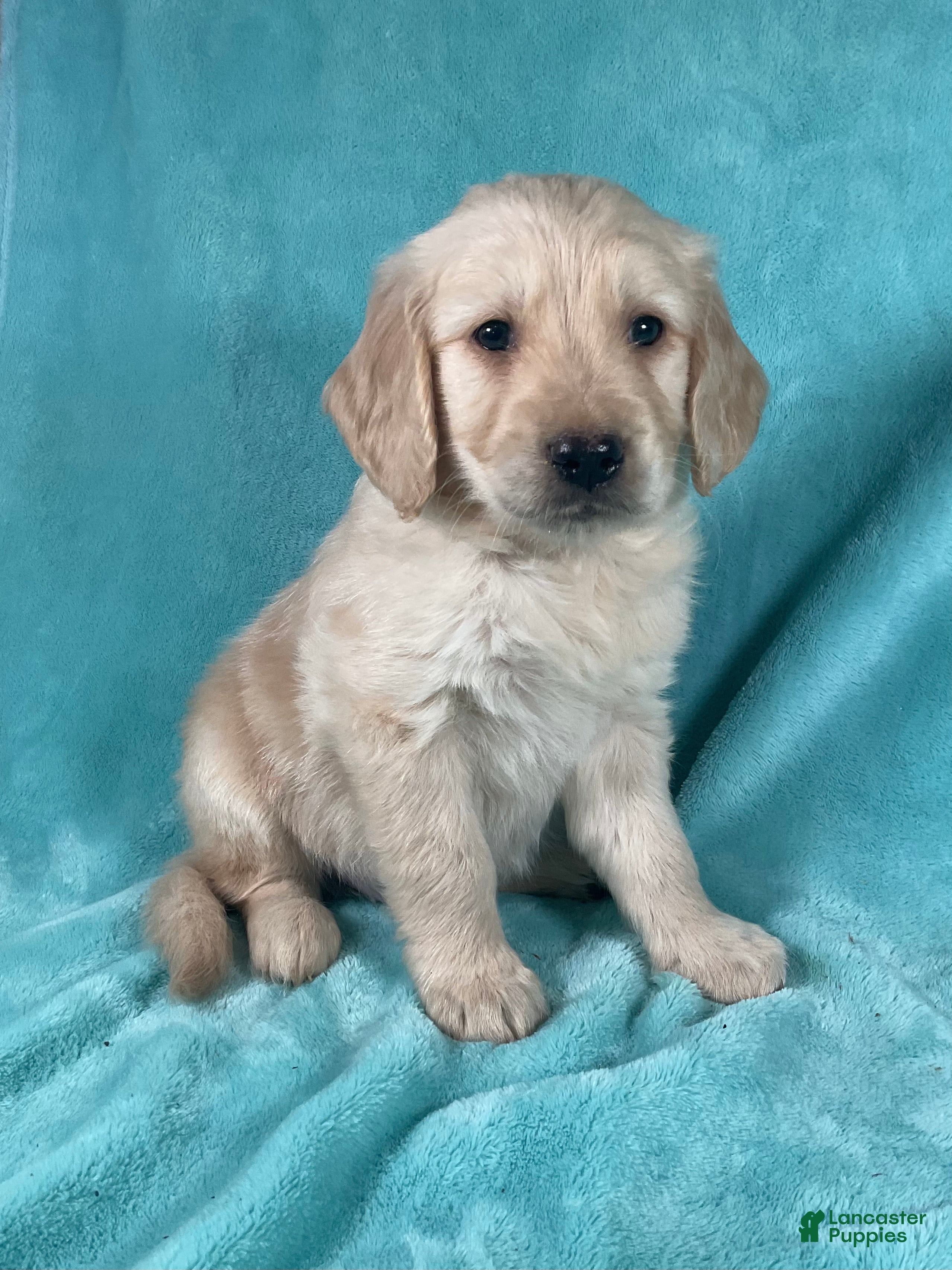 Golden Retriever dogs Winston 8246 - Ad 1