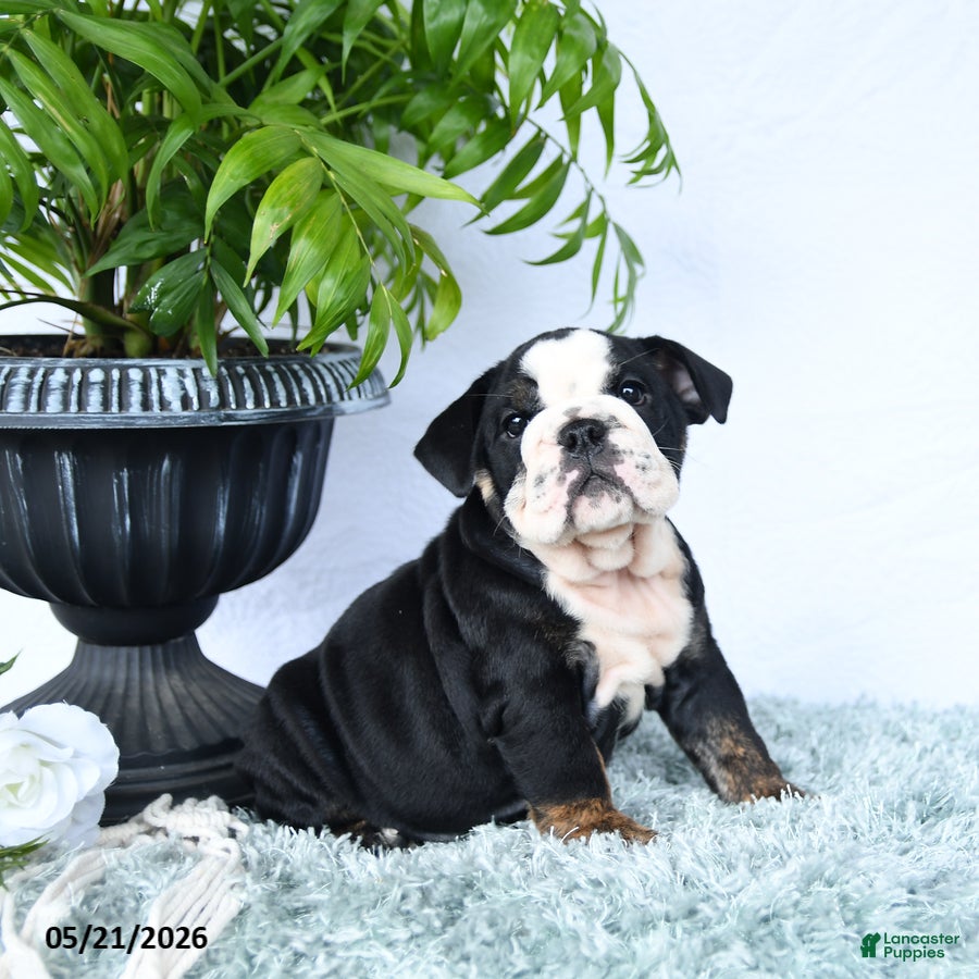 English Bulldog dogs Sheila - Ad 2