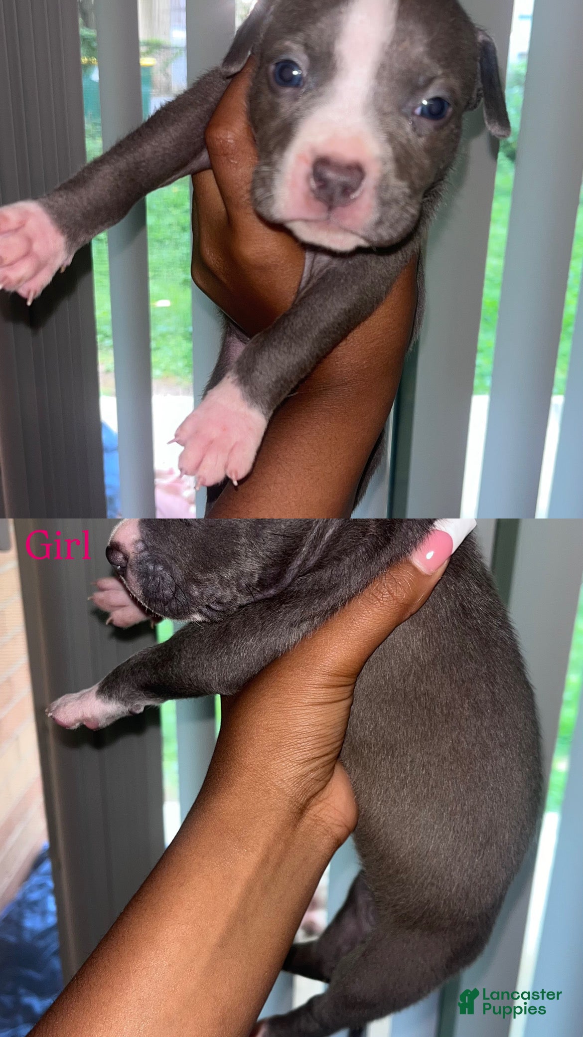 American Bully dogs American Bully 4 - Ad 19