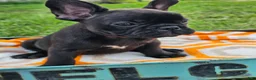 French Bulldog dogs for sale: Gus - Ad 12