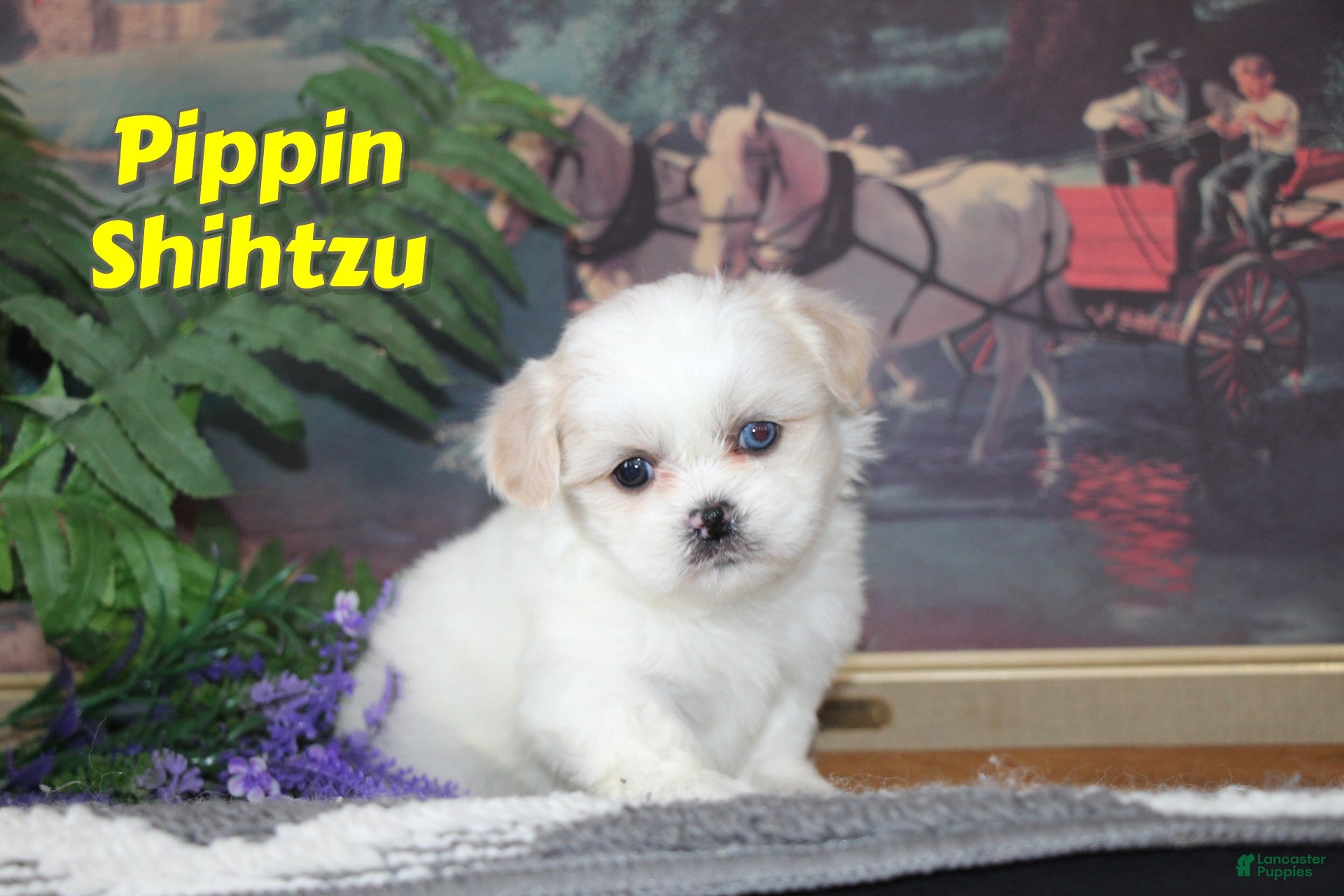 Shih Tzu dogs Pippin - Ad 2