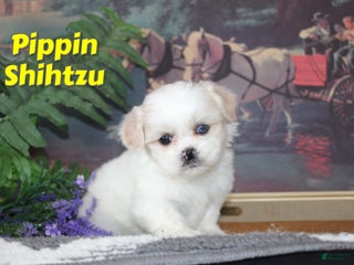 Shih Tzu dogs Pippin - Ad 2
