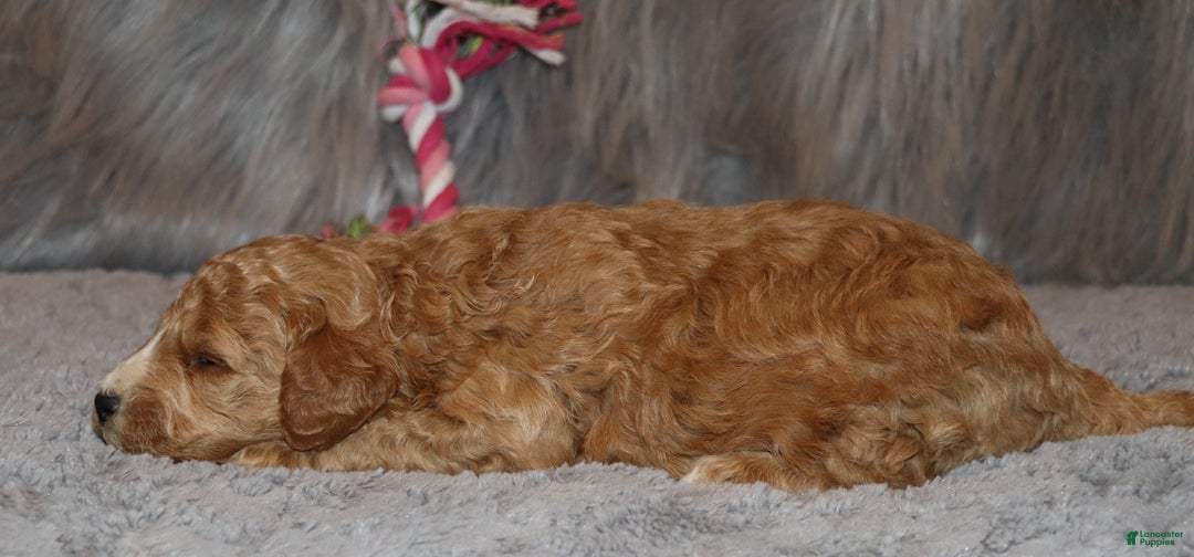 Mini Goldendoodle dogs for sale: Wendy 🌷👨‍👨‍👧‍👦💞🐕 - Ad 18