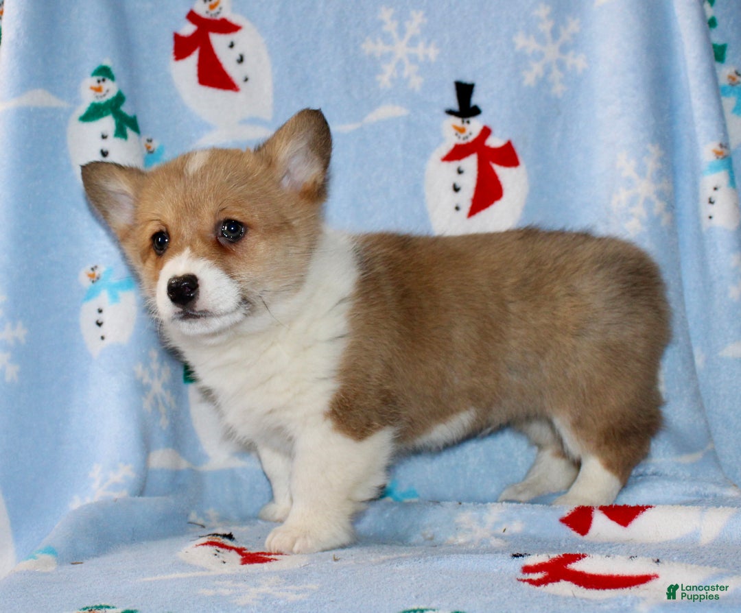 Welsh Corgi Pembroke dogs for sale: Ajax - Ad 3