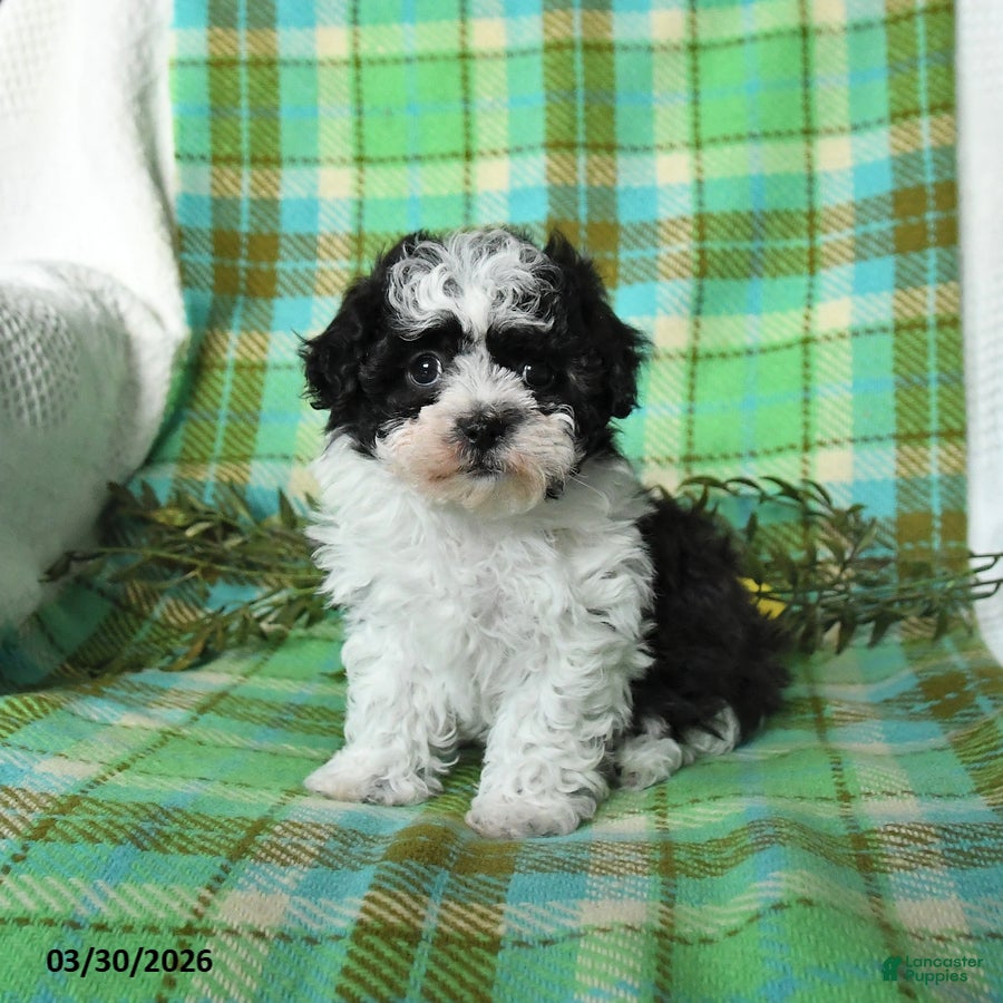 Teddy Bear dogs Mazie - Ad 2