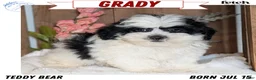 Teddy Bear dogs for sale: Grady  - Ad 1