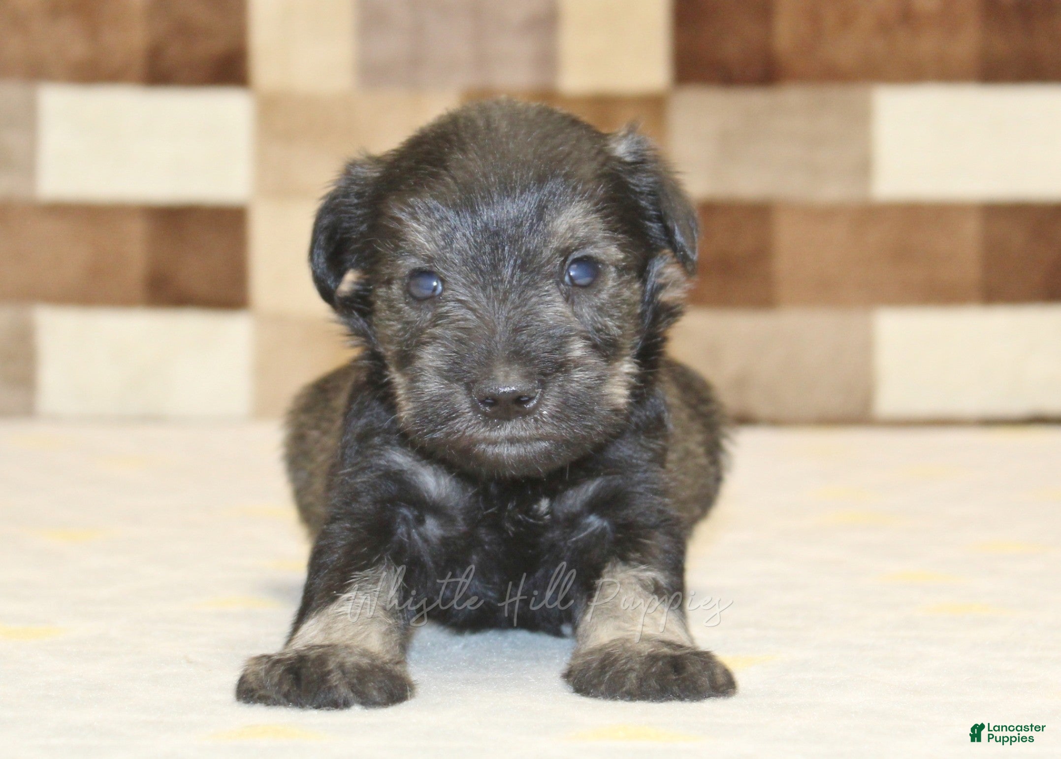 Miniature Schnauzer dogs Teddy - Ad 2