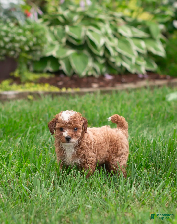 Toy Poodle dogs Pudgy - Ad 2