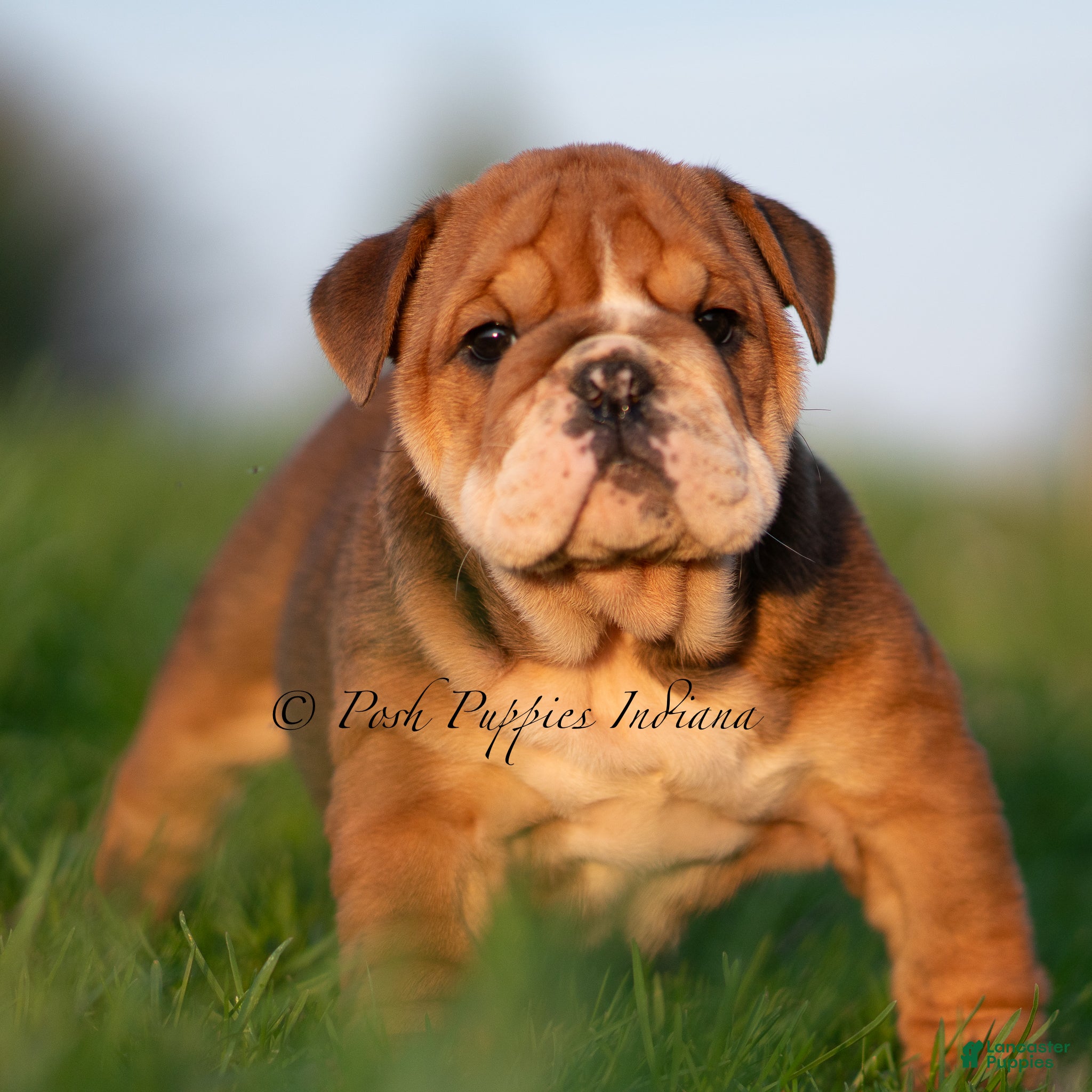 English Bulldog dogs Pearl AKC - Ad 23