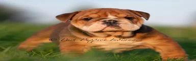 Pearl AKC