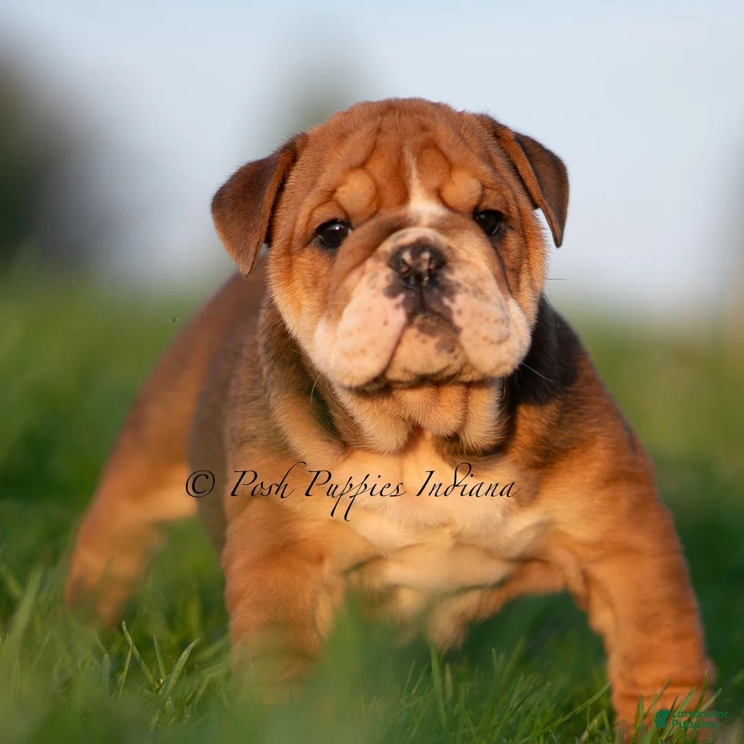 English Bulldog dogs for sale: Pearl AKC - Ad 1