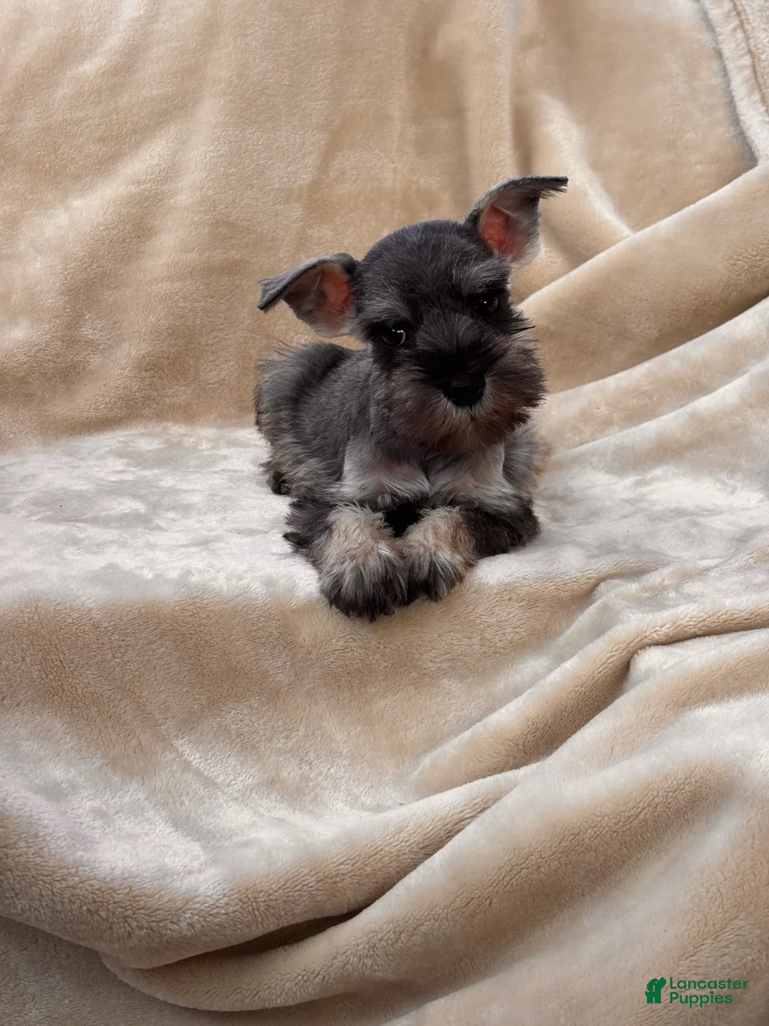Miniature Schnauzer dogs for sale: Amélie - Ad 7