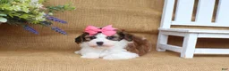Cavapoo dogs for sale: Ivy  - Ad 3