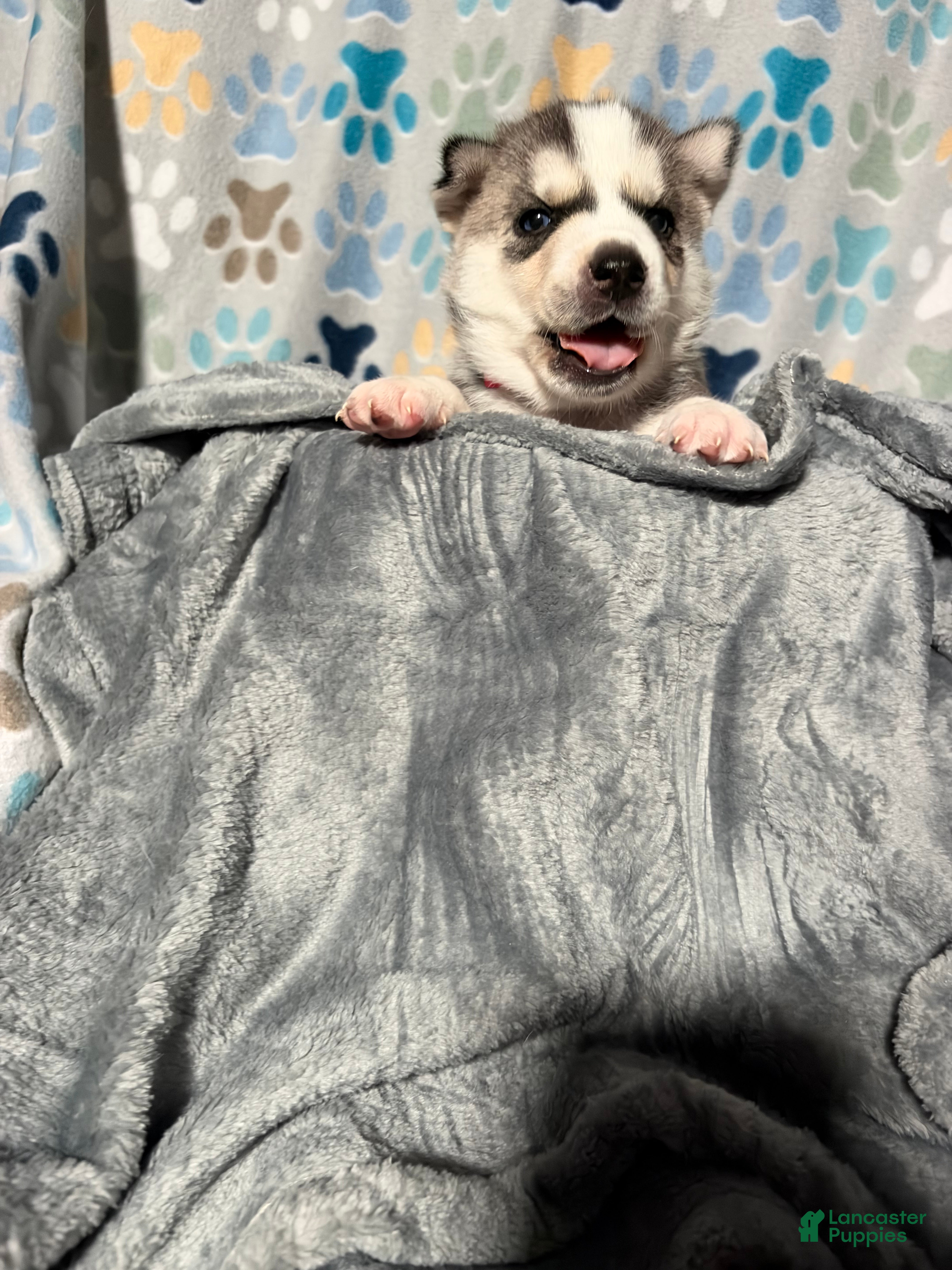 Siberian Husky dogs for sale: Annie Grace - Ad 2