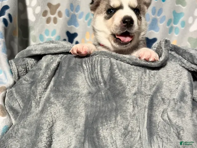 Siberian Husky dogs for sale: Annie Grace - Ad 2
