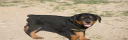 Rottweiler dogs for sale: Rottweiler F1 - Ad 6