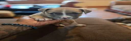 Mixed Breed dogs for sale: Poppy aka sugar foot  - Ad 2