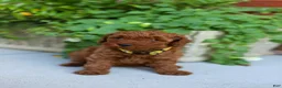 Mini Goldendoodle dogs for sale: Poppy - Ad 5
