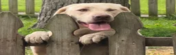 Labrador Retriever dogs for sale: Labrador Retriever 2 - Ad 4