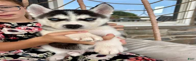 Siberian Husky 3