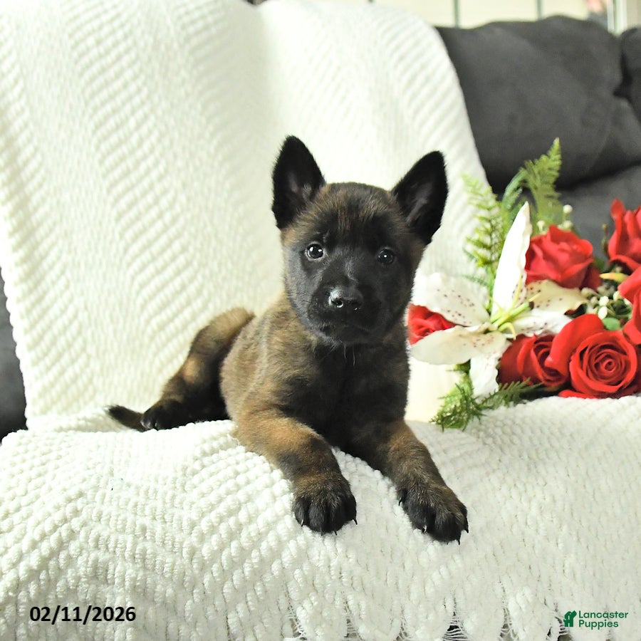Belgian Malinois dogs Bruce - Ad 7
