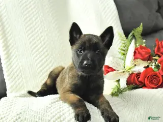 Belgian Malinois dogs Bruce - Ad 7