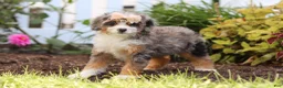 Mini Bernedoodle dogs for sale: Ember - Ad 5