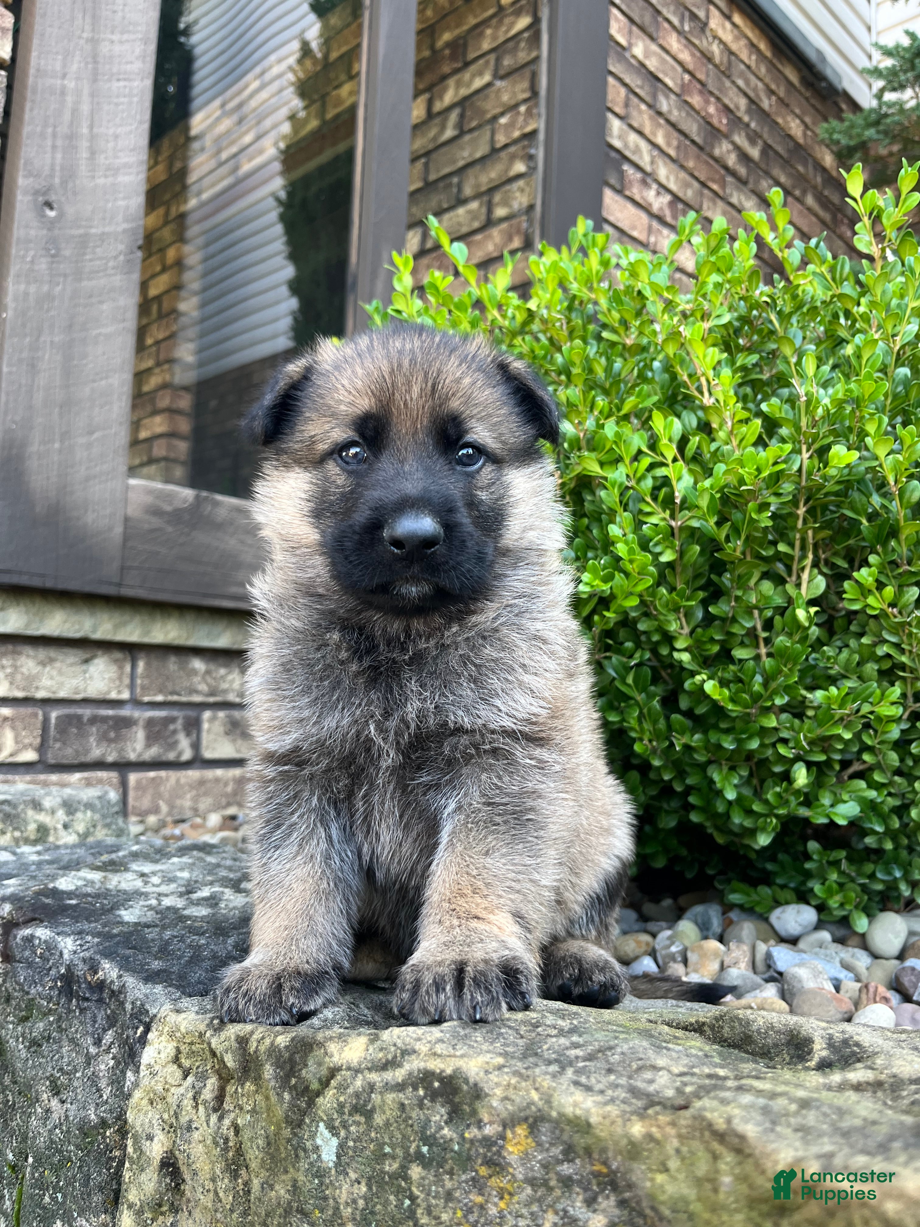 German Shepherd dogs Simba - Ad 1
