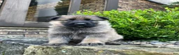 German Shepherd dogs for sale: Simba - Ad 1