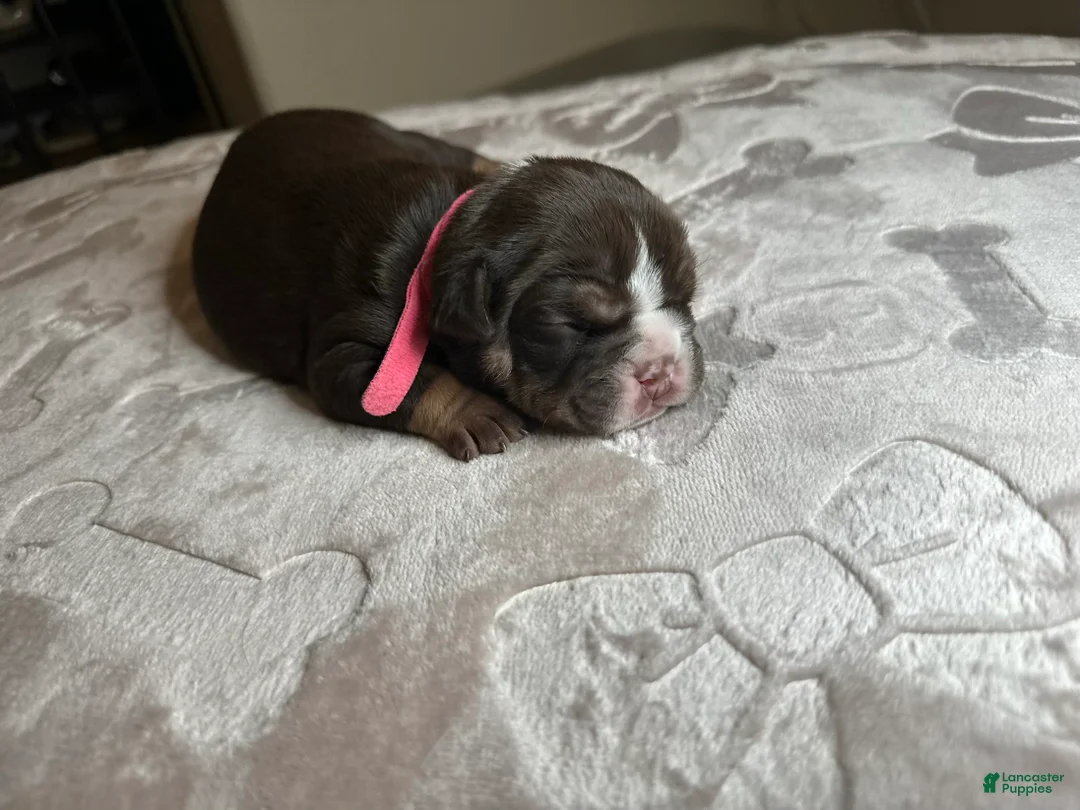 English Bulldog dogs for sale: Athena - Ad 1